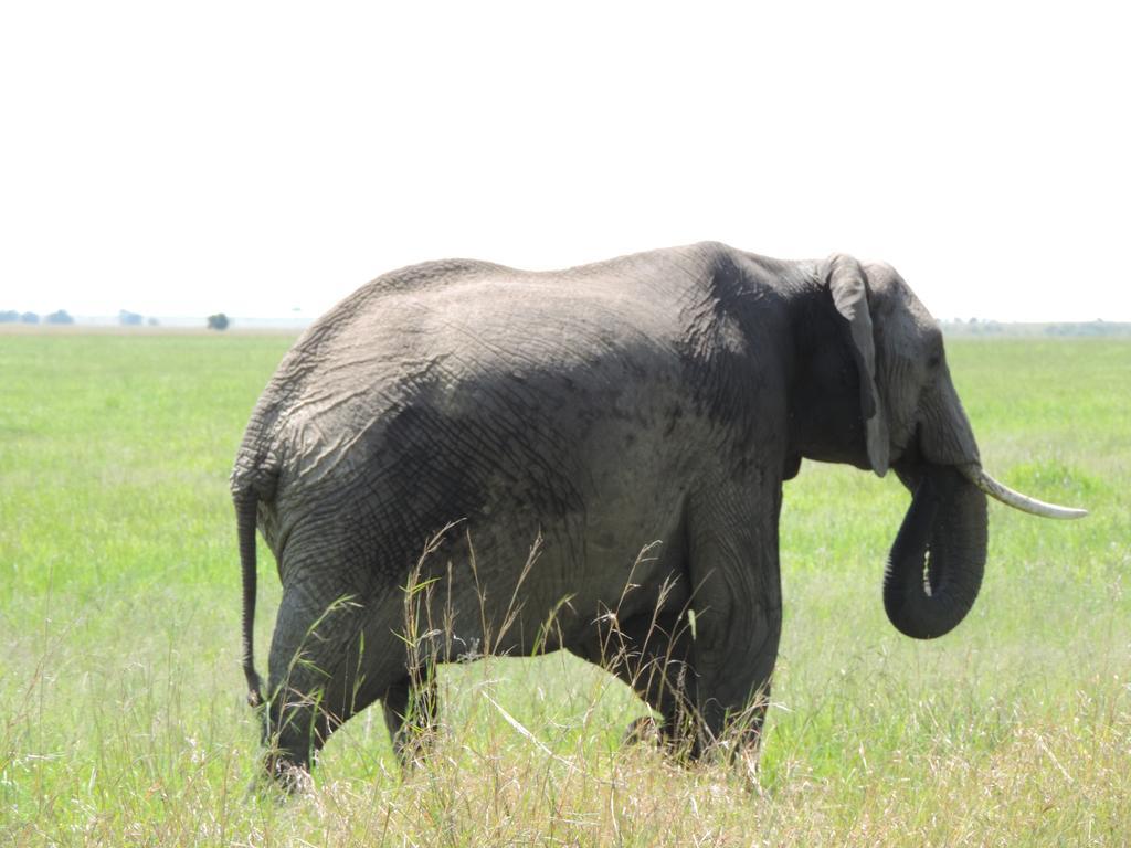 Enchoro Wildlife Camp Hotel Ololaimutiek ภายนอก รูปภาพ