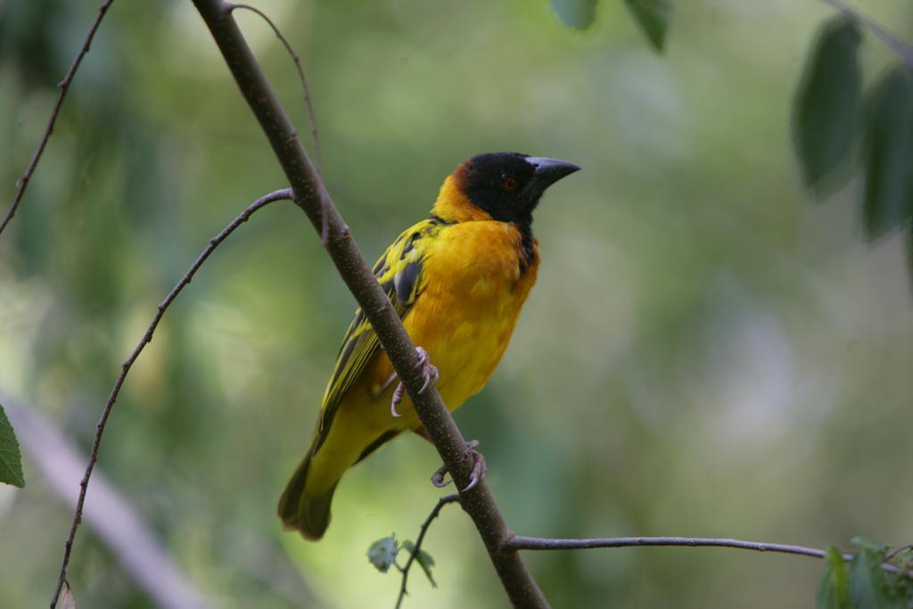 Enchoro Wildlife Camp Hotel Ololaimutiek ภายนอก รูปภาพ