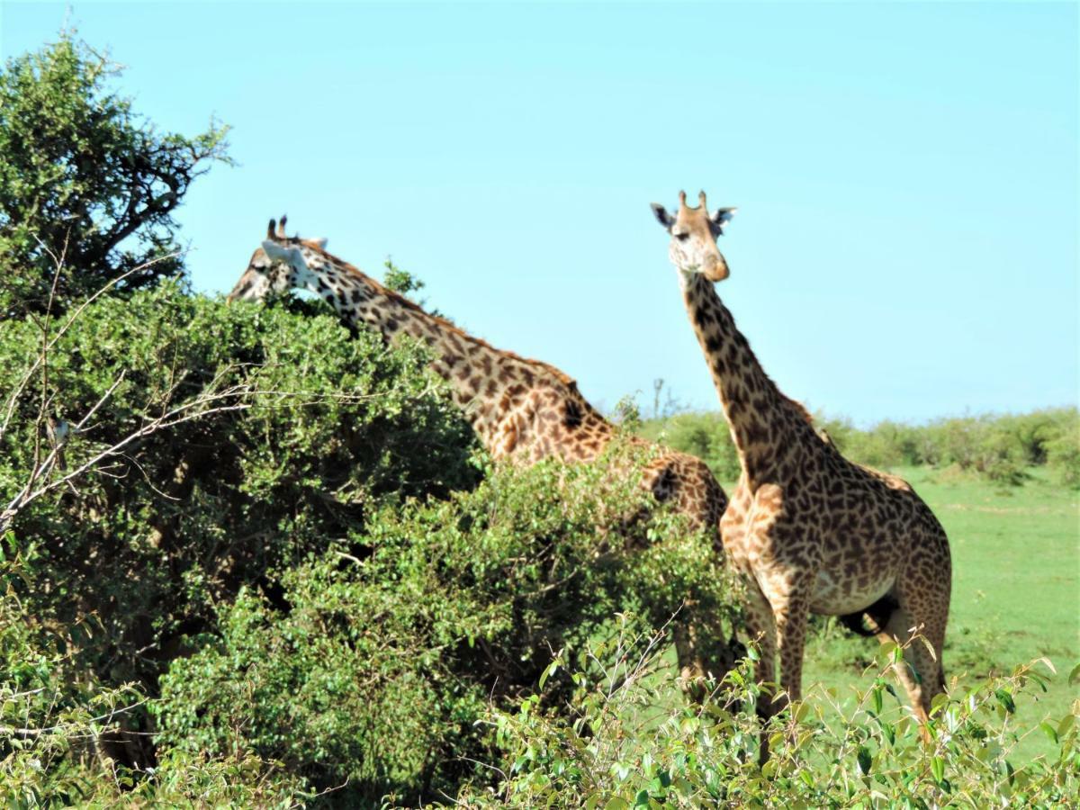 Enchoro Wildlife Camp Hotel Ololaimutiek ภายนอก รูปภาพ
