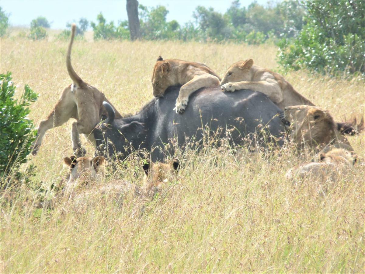 Enchoro Wildlife Camp Hotel Ololaimutiek ภายนอก รูปภาพ